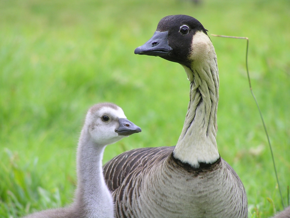 Nēnē goslings in Mission Possible